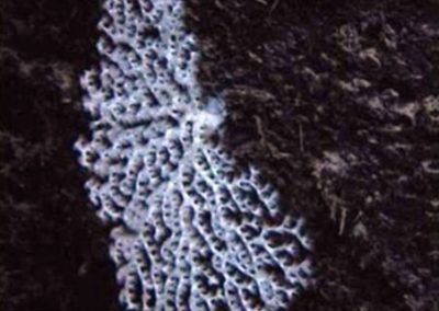Corallium niobe