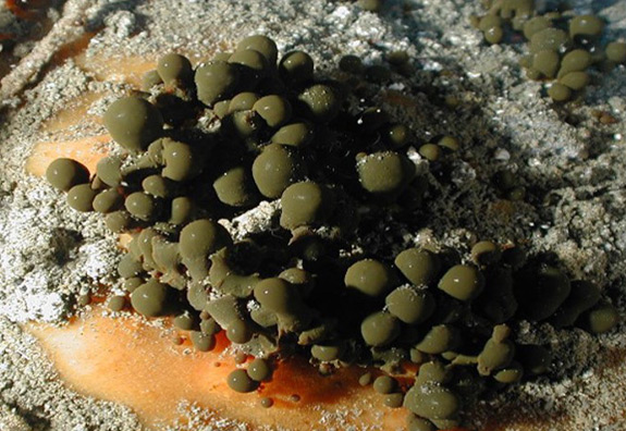 Seabed Geochemical Seep-Hunting